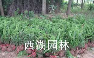 園林綠化主力花木 紅葉小檗、金葉女貞、瓜子黃楊與龍柏的全解析