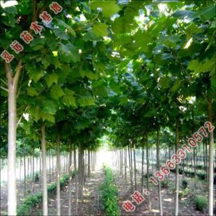 河北省泓遠 專注園林綠化苗木與農副產品，打造生態綠色未來——世界工廠網優質供應商