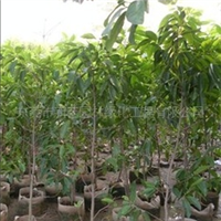 匠心筑綠，品質(zhì)造景 東莞市新藝園林綠化工程有限公司探析