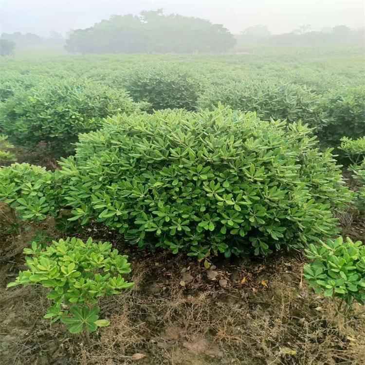 海桐球苗圃直供——球形飽滿(mǎn)的園林綠化首選灌木球